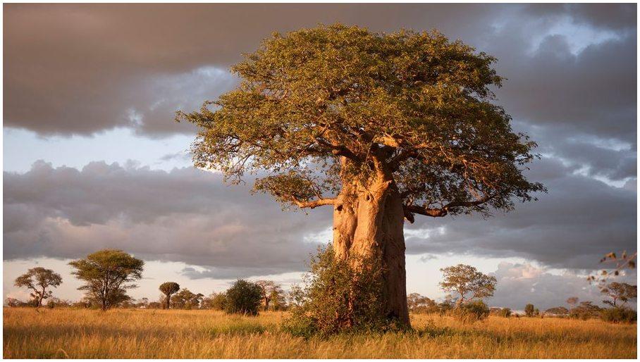 parc-national-de-Tarangire
