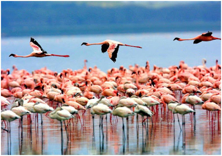 parc-national-Manyara